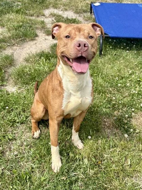 A young medium-sized female American Staffordshire Terrier dog named Silver for adoption in Kalamazoo, MI