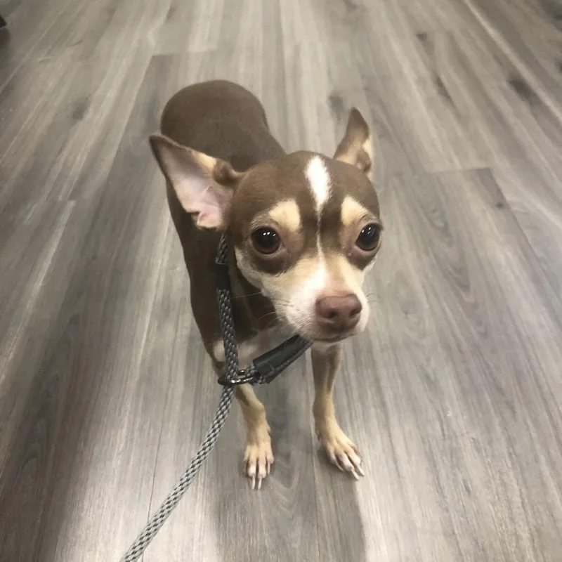 An adult small-sized female Brown / Chocolate Chihuahua dog named Yorkstray for adoption in York, PA