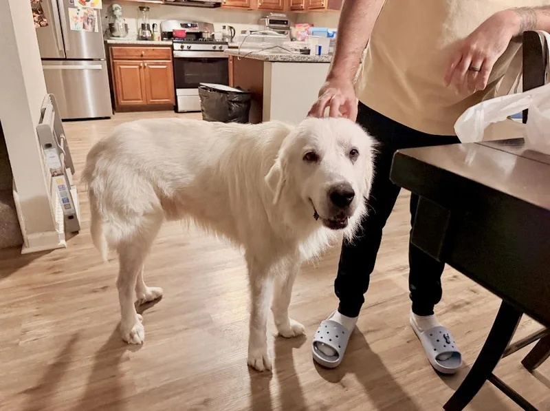 An adult extra large-sized male Great Pyrenees dog named Higgins HTX for adoption in Quinlan, TX