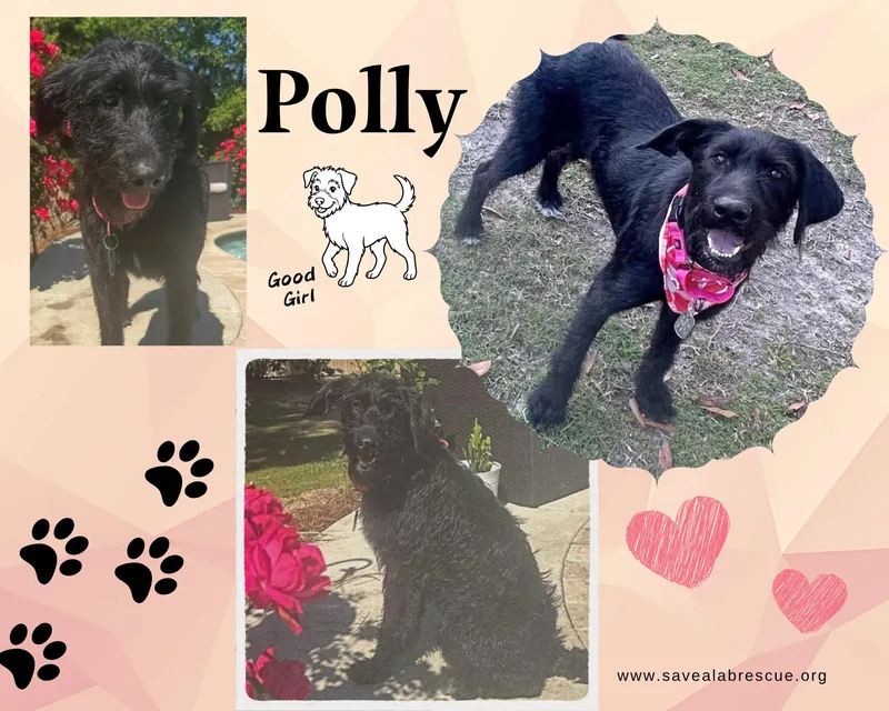 Polly