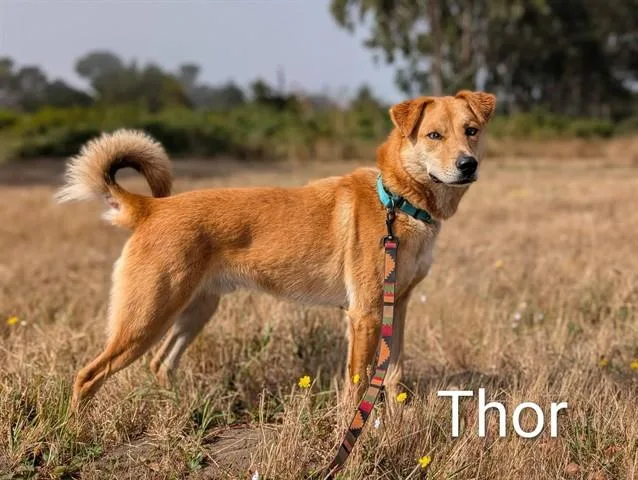 An adult large-sized male German Shepherd Dog dog named Thor for adoption in McKinleyville, CA