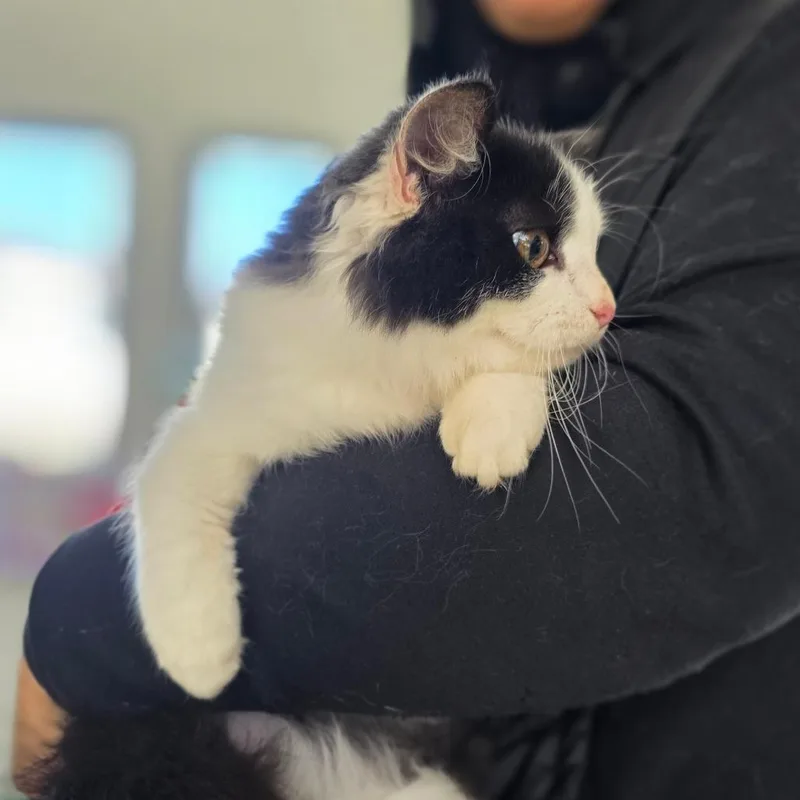 A young small-sized female Domestic Medium Hair cat named Angel for adoption in Chapel Hill, NC