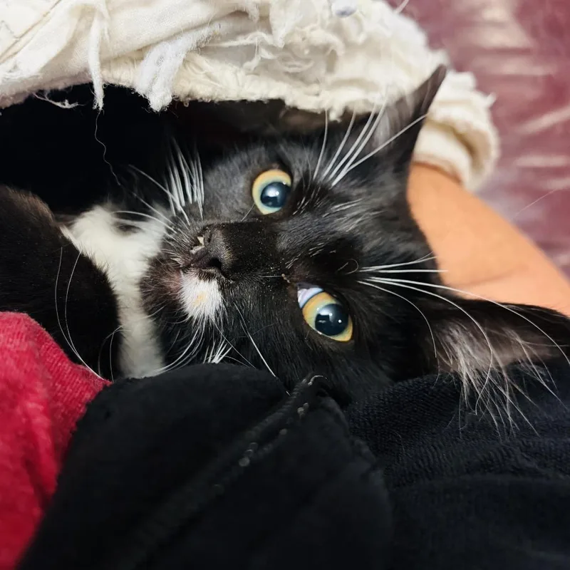 A baby small-sized male Black Domestic Short Hair cat named Don Vito for adoption in Ventura, CA