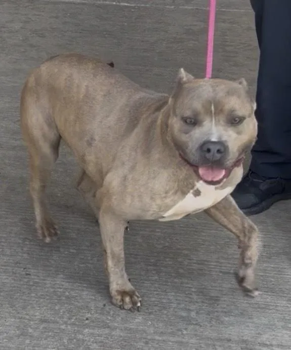 An adult large-sized female Brown / Chocolate Pit Bull Terrier dog named Sienna for adoption in Palatine, IL