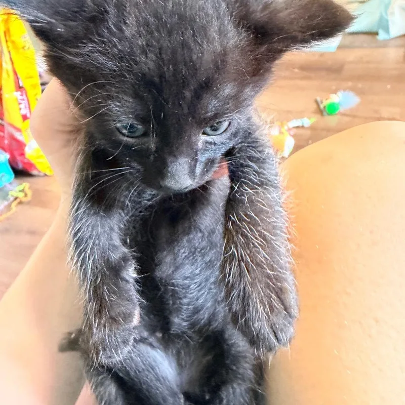 A baby small-sized male Black Domestic Short Hair cat named Joel for adoption in Tacoma, WA