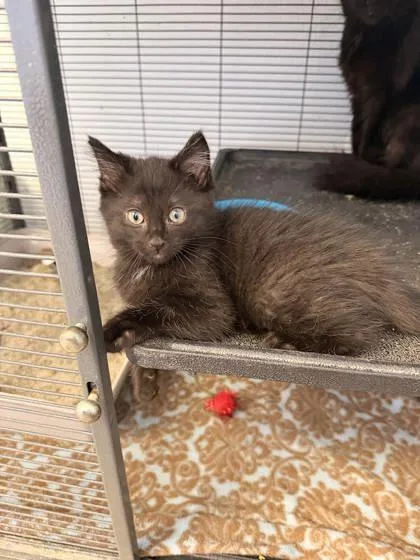An adult small-sized male Domestic Short Hair cat named Dempsey for adoption in Saint Anne, IL