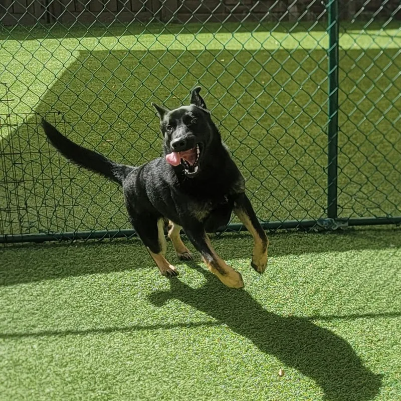 A young medium-sized male Black German Shepherd Dog named Archie for adoption in LOXAHATCHEE, FL