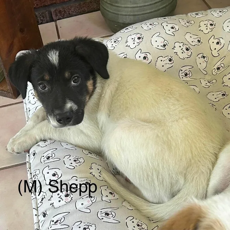 Shepp thumbnail 2