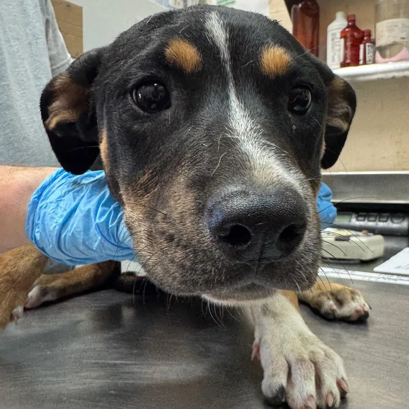 A young medium-sized female Hound dog named Yuma for adoption in Birmingham, AL