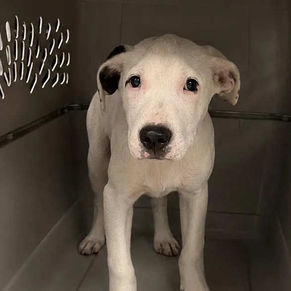 A baby medium-sized male White / Cream Pit Bull Terrier dog named Biscuit Bandit for adoption in East Saint Louis, IL