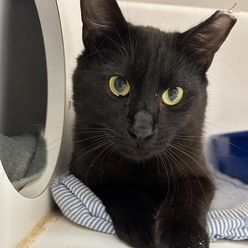 An adult medium-sized male Black Domestic Short Hair cat named Beeper for adoption in Kanab, UT