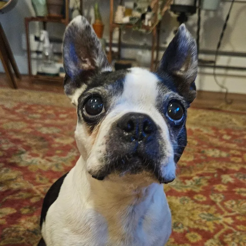 An adult small-sized female Boston Terrier dog named Pepper for adoption in San Mateo, CA