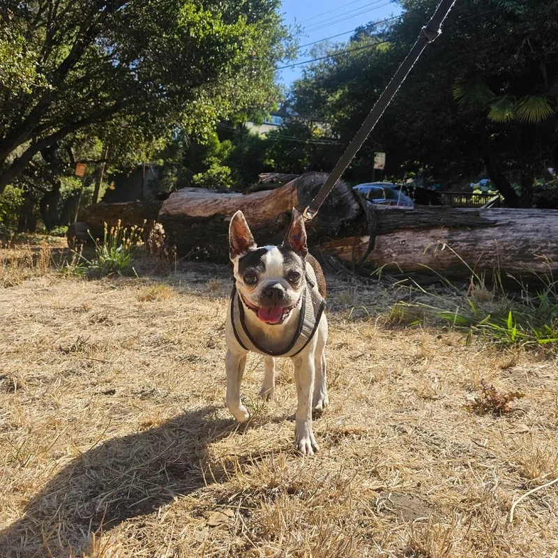 Pepper thumbnail 2