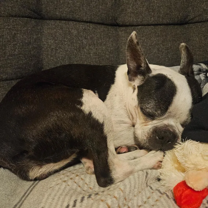 Pepper thumbnail 3