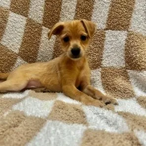 Scrappy Doo thumbnail 2