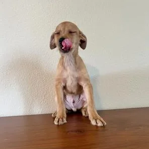 Scrappy Doo thumbnail 3