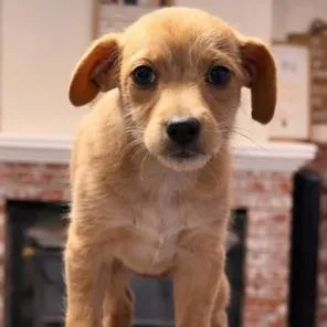 A baby small-sized male Chihuahua dog named Scrappy Doo for adoption in Lodi, CA