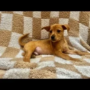 Scrappy Doo thumbnail 4