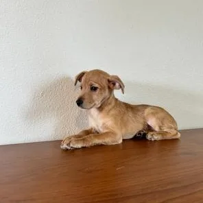 Scrappy Doo thumbnail 5