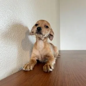 Scrappy Doo thumbnail 6