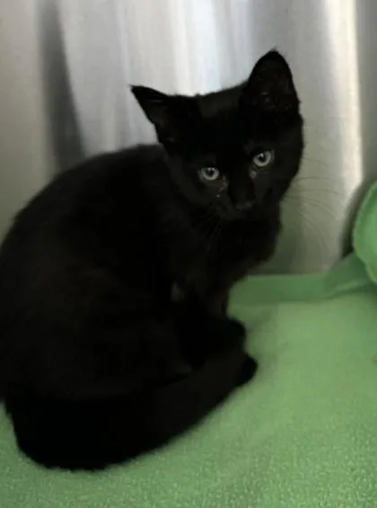 A baby small-sized female Domestic Short Hair cat named Robin for adoption in Westland, MI