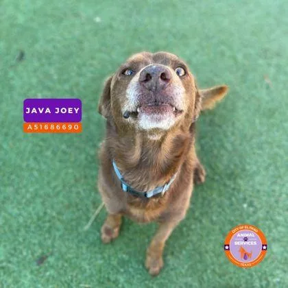 An adult medium-sized male Brown / Chocolate Labrador Retriever dog named Goku for adoption in El Paso, TX