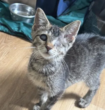 A baby small-sized female Domestic Short Hair cat named Chamomile for adoption in Westland, MI