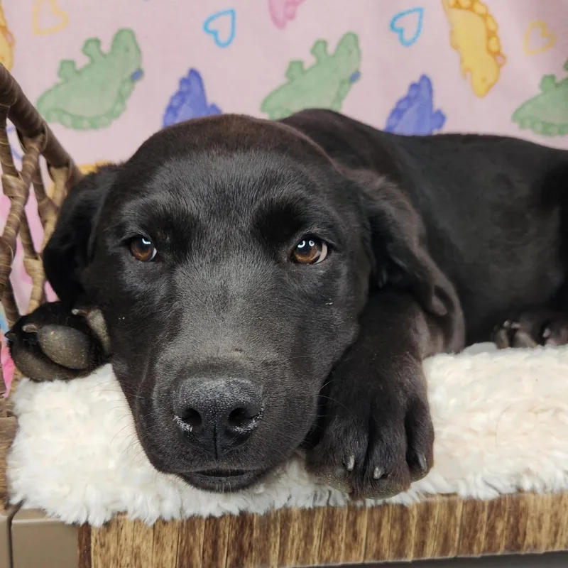 A baby medium-sized female Black Black Labrador Retriever dog named Julie Andrews for adoption in Fort Wayne, IN