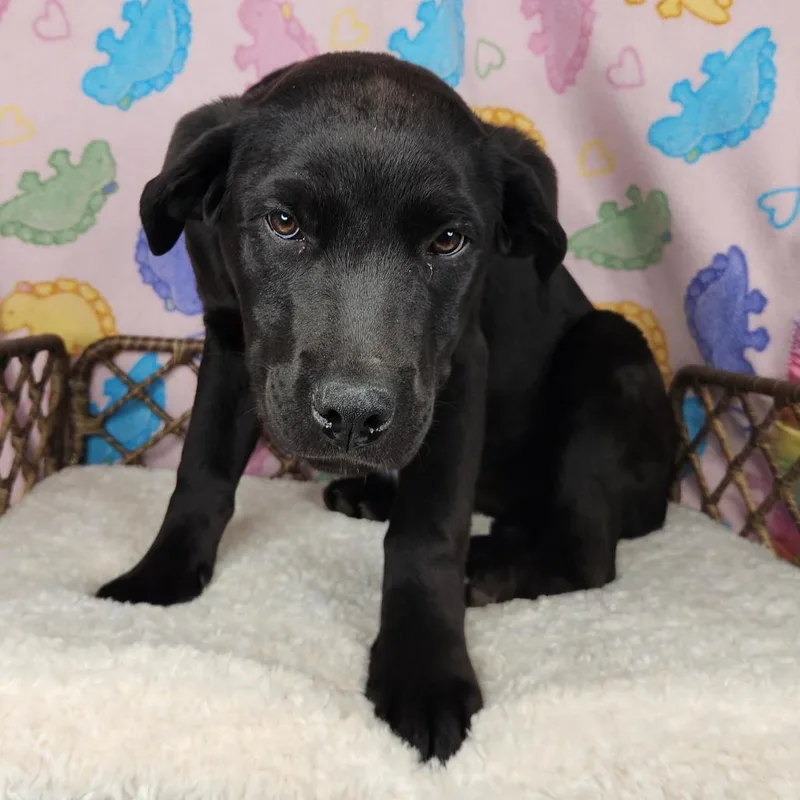 Julie Andrews thumbnail 2