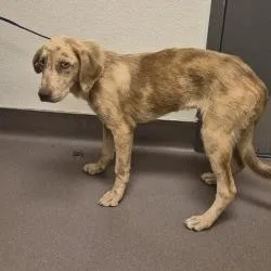 A baby medium-sized male Brown / Chocolate Shepherd dog named Dallas for adoption in Norman, OK