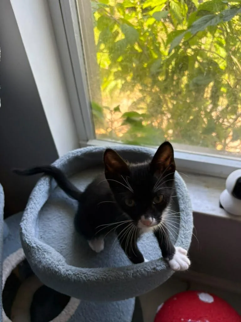 A baby medium-sized male Black & White / Tuxedo Domestic Short Hair cat named Rome for adoption in Lauderhill, FL