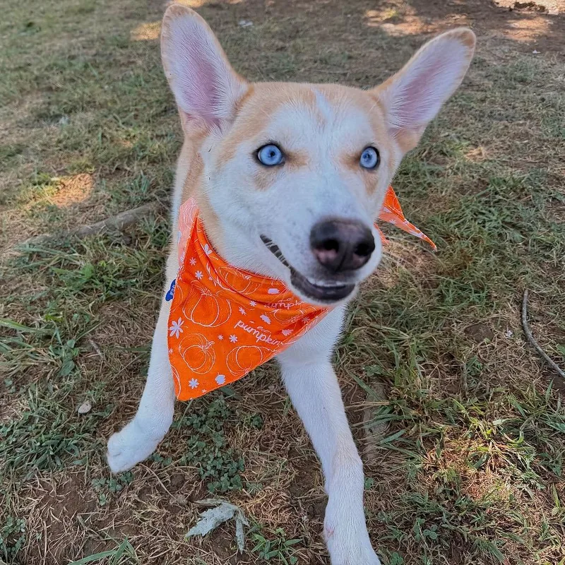 A young medium-sized female Siberian Husky dog named Mac for adoption in Johnson City, TN