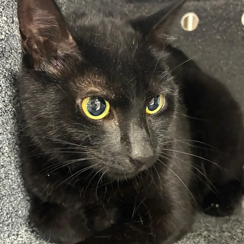 An adult medium-sized female Black Domestic Short Hair cat named Catarina for adoption in Newark, NJ