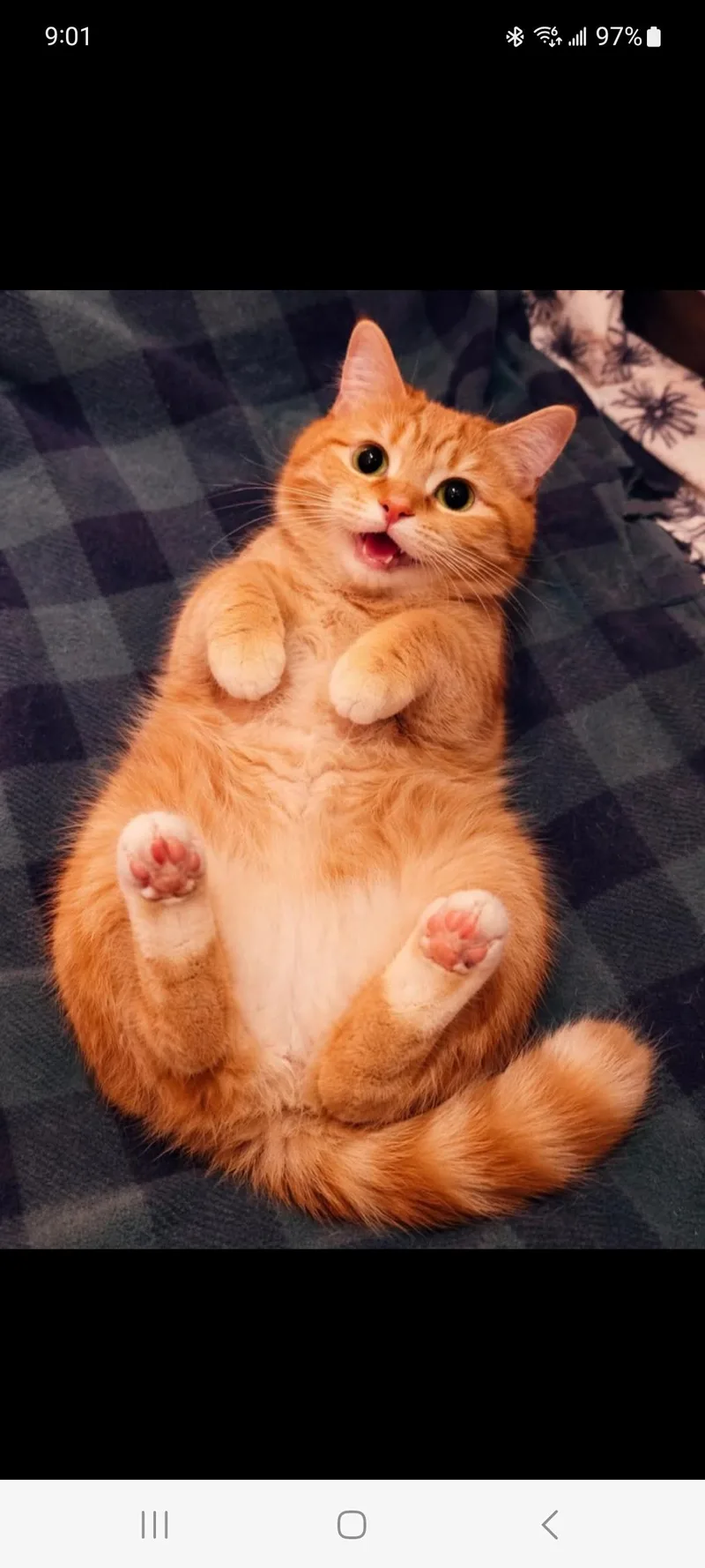 An adult medium-sized female Orange / Red Domestic Short Hair cat named Pumpkin for adoption in Lewis Center, OH