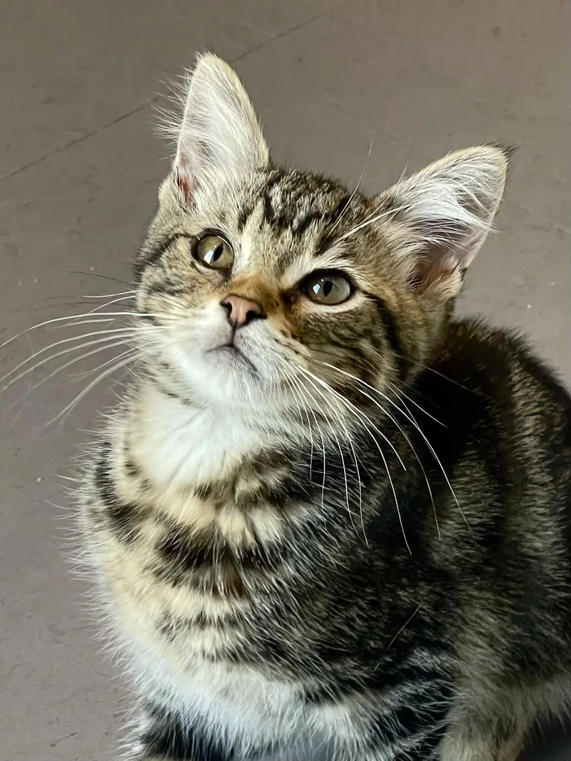 A baby medium-sized male Domestic Medium Hair cat named Pepperoni for adoption in Oakland, CA