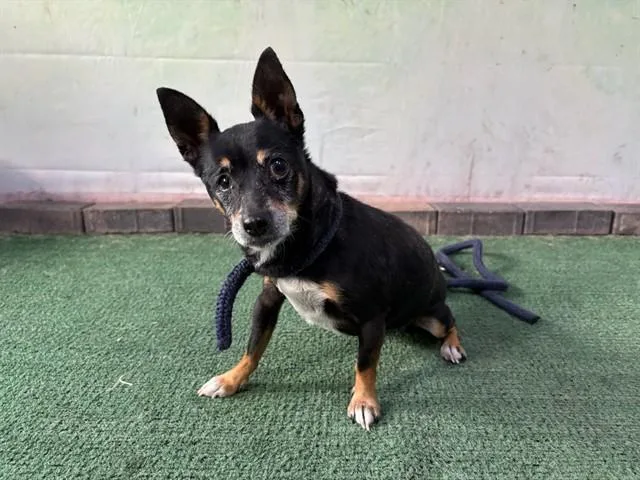 An adult small-sized female Miniature Pinscher dog named Mitzy for adoption in Baldwin Park, CA