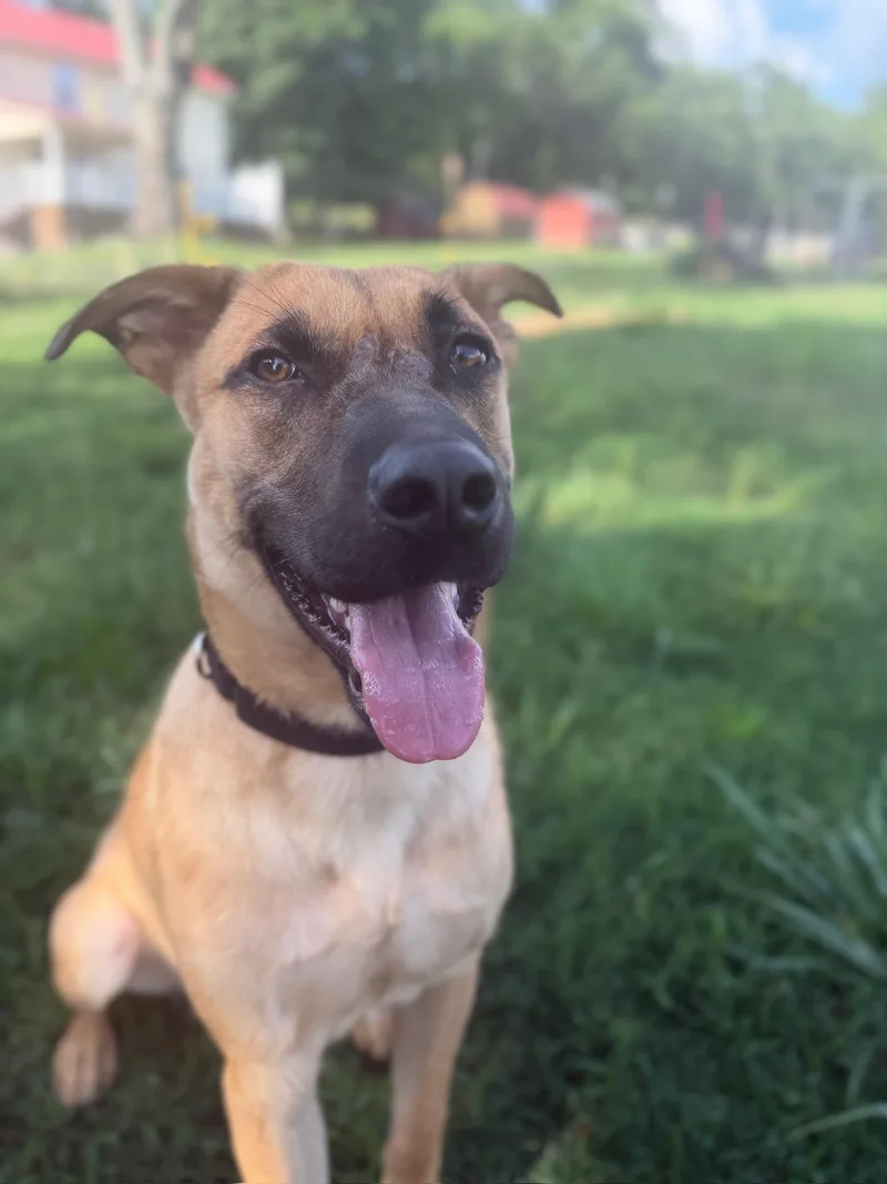 A young medium-sized male Golden German Shepherd Dog dog named Kingstoncoming Soon for adoption in Nashville, TN