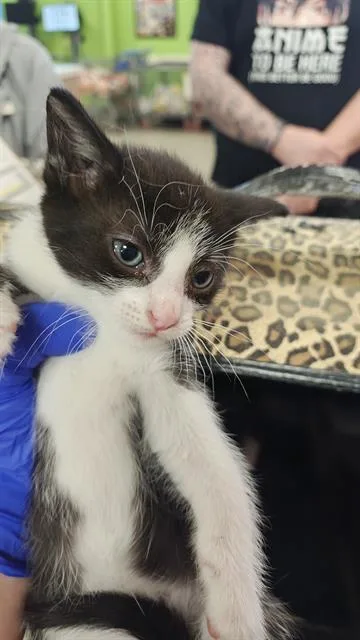 A baby small-sized male Domestic Short Hair cat named V for adoption in Louisville, KY