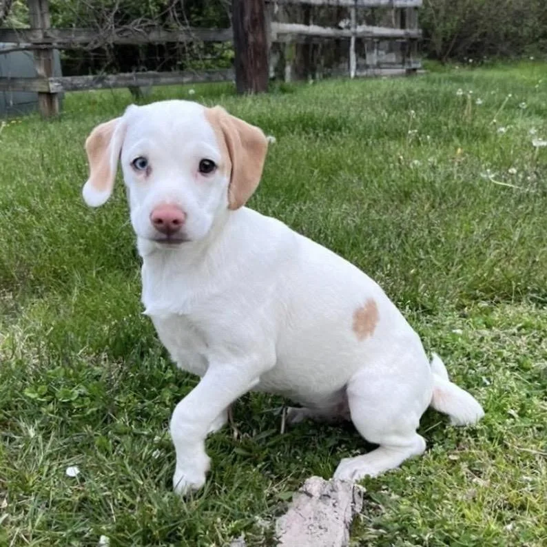A young small-sized female Beagle dog named Rukia for adoption in Syracuse, NY