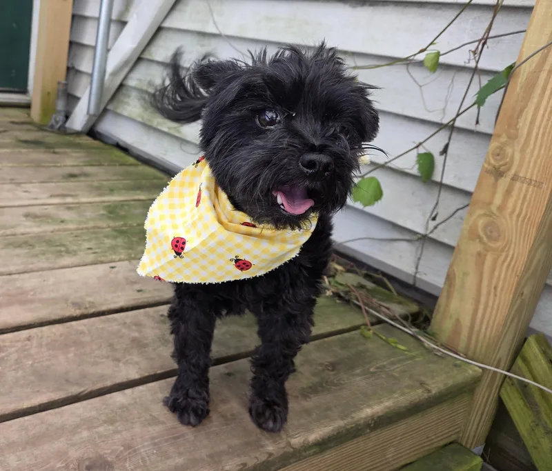 A senior small-sized male Black Morkie dog named Harlow for adoption in Carsonville, MI