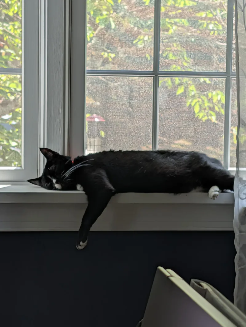An adult medium-sized female Black & White / Tuxedo Domestic Short Hair cat named Kira for adoption in Philadelphia, PA