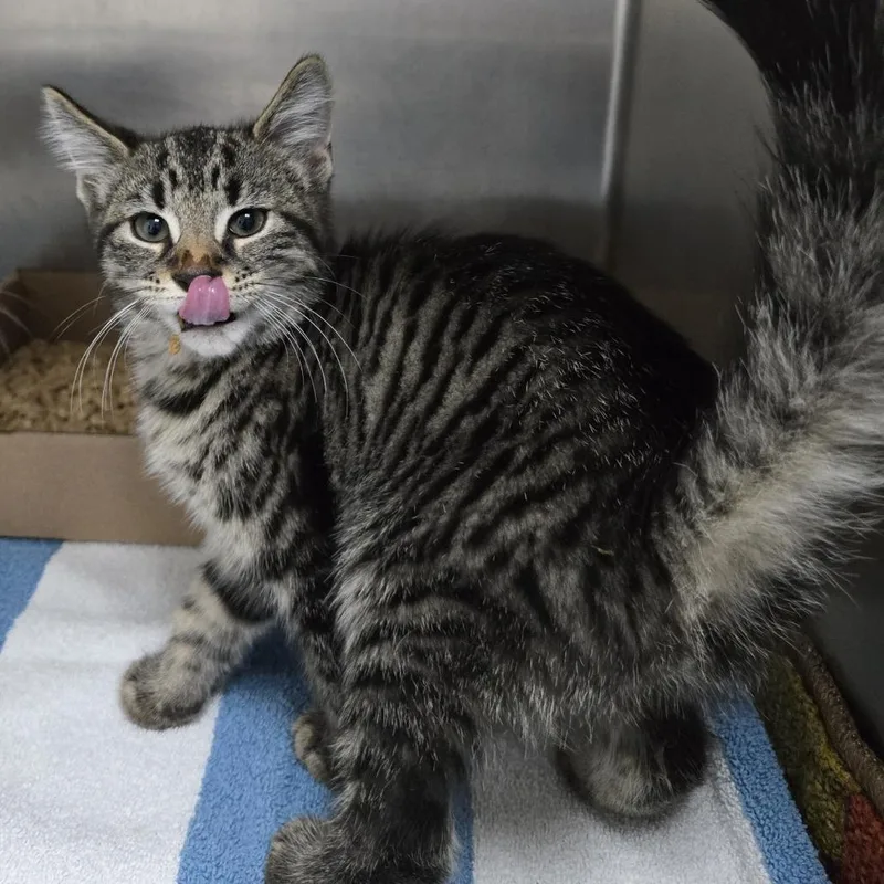 A baby small-sized male Black Domestic Medium Hair cat named Mochi for adoption in Newark, NJ