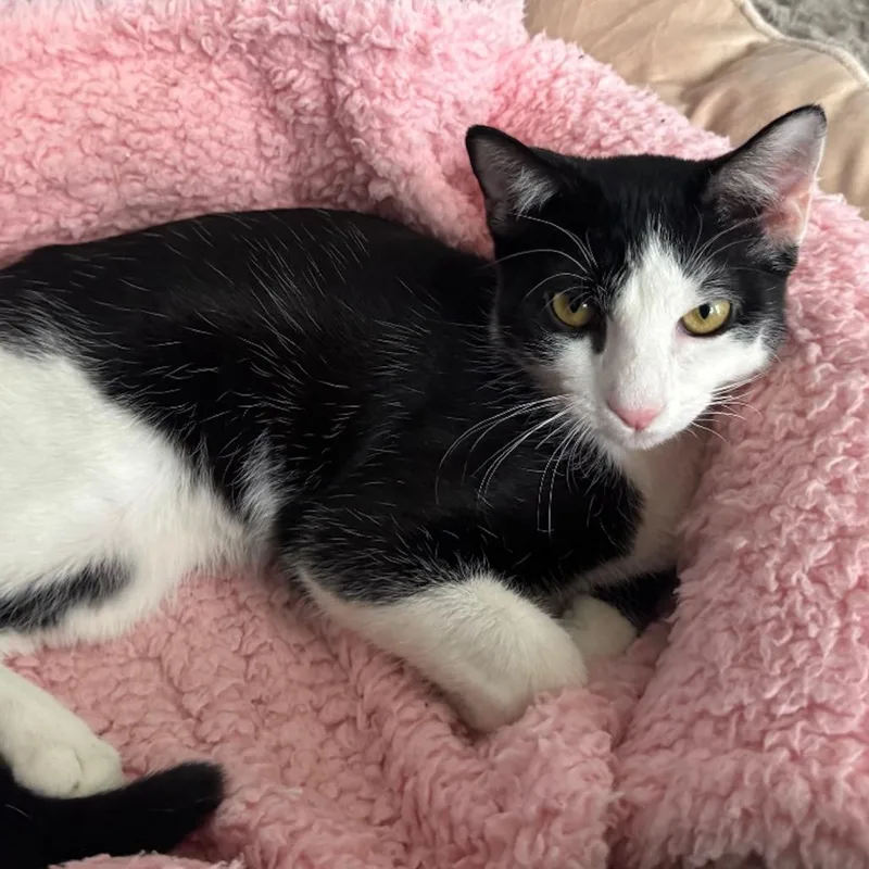 Peppercorn thumbnail 2