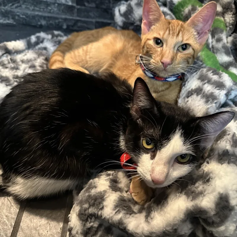 Peppercorn thumbnail 3