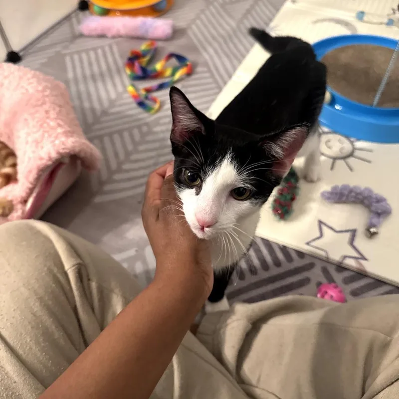 Peppercorn thumbnail 4