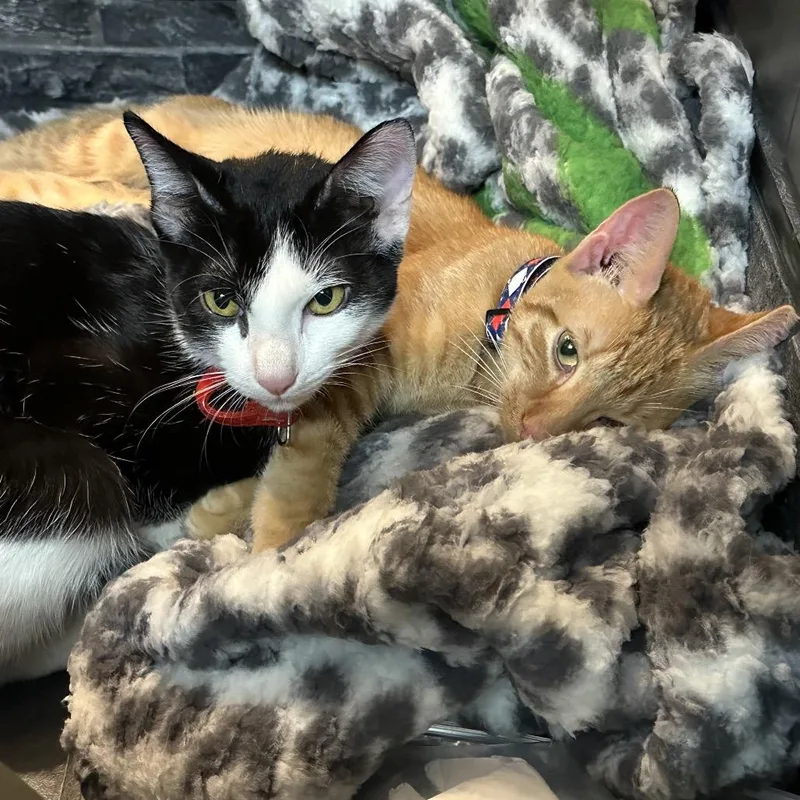 Peppercorn thumbnail 5