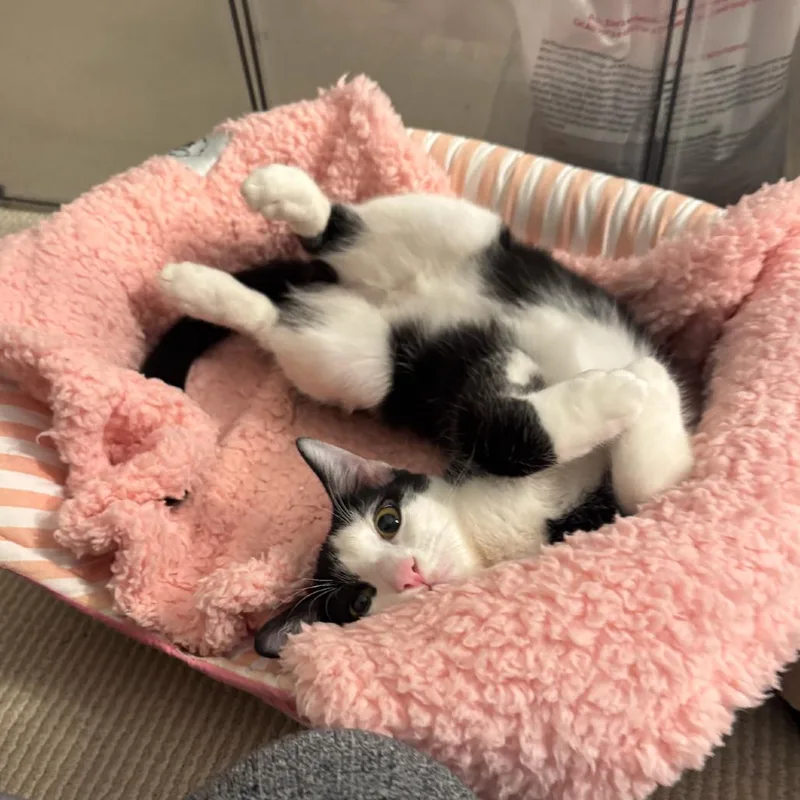 Peppercorn thumbnail 6