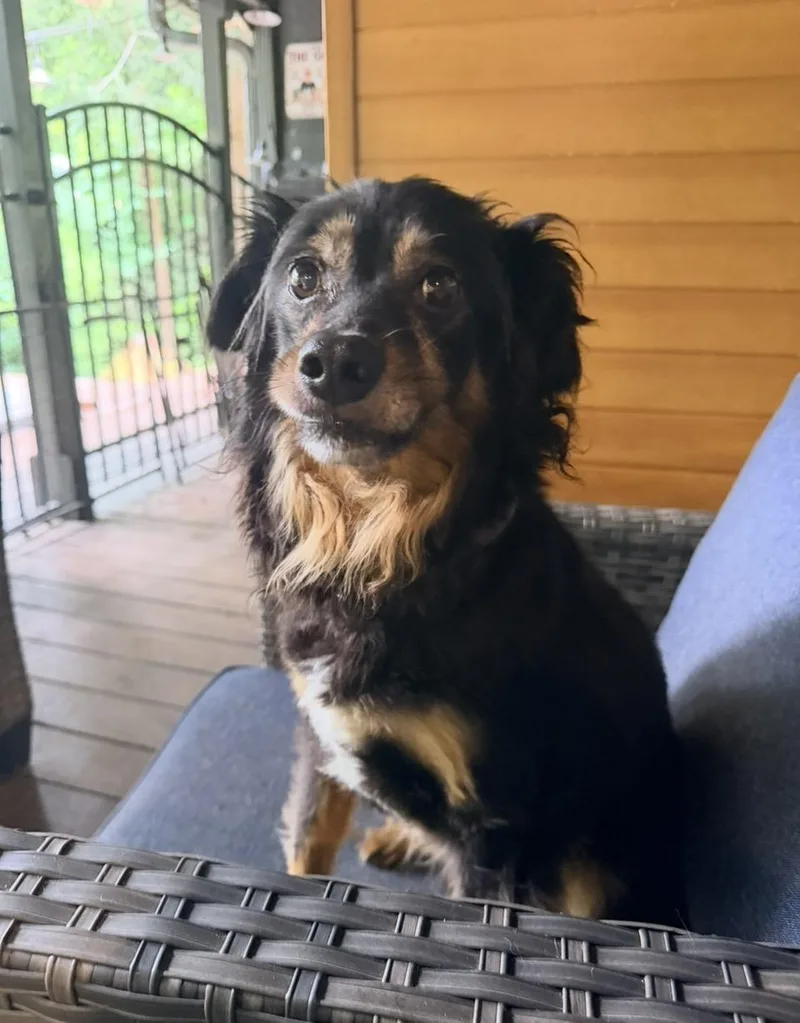 An adult small-sized male Border Collie dog named Yoshi for adoption in Mount Pleasant, SC