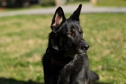 An adult large-sized male Shepherd dog named Ares Fka Fenrir for adoption in West Chester, PA