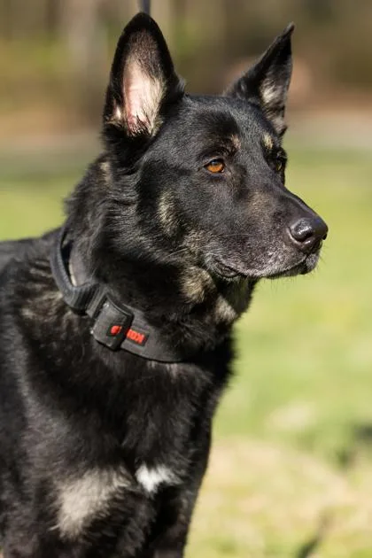 Ares Fka Fenrir thumbnail 2